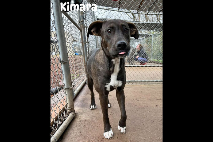 Montgomery County Animal Care and Control - Kimara