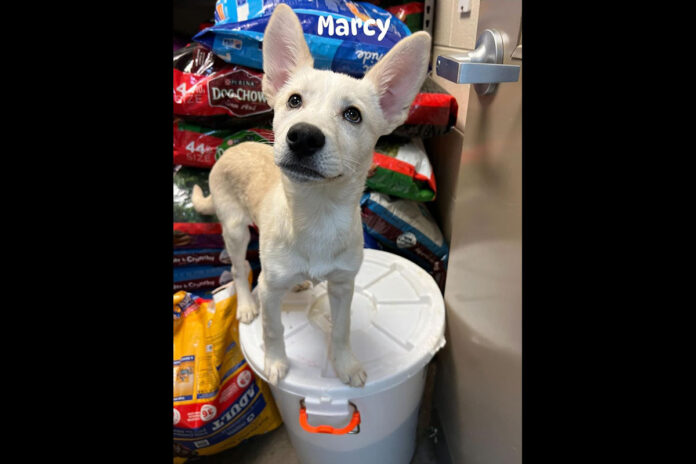 Marcy can be found at Montgomery County Animal Care and Control