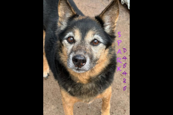 Montgomery County Animal Care and Control - Sparks