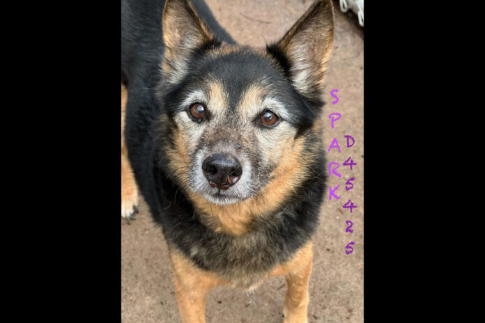 Montgomery County Animal Care and Control - Sparks
