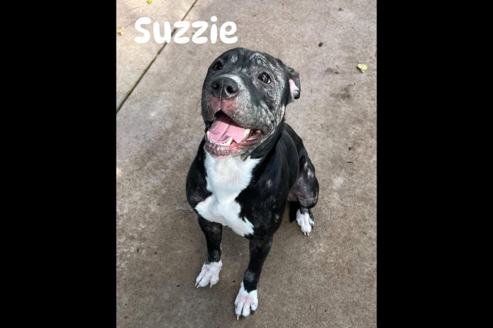 Montgomery County Animal Care and Control - Suzzie