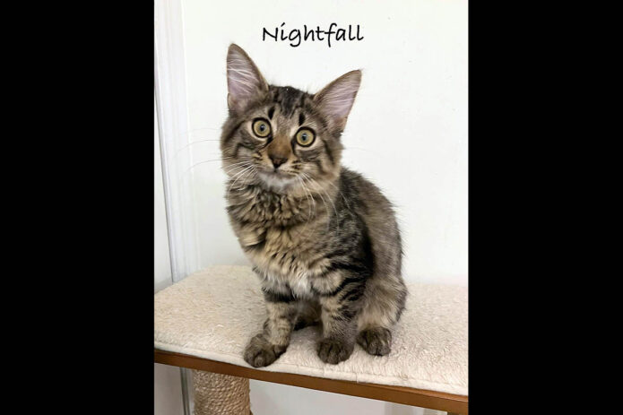 Puurrrfect Paws Rescue - Nightfall