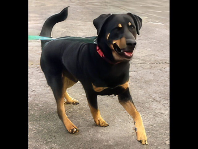 Sagley’s Biker Bully Farm - Kibbles