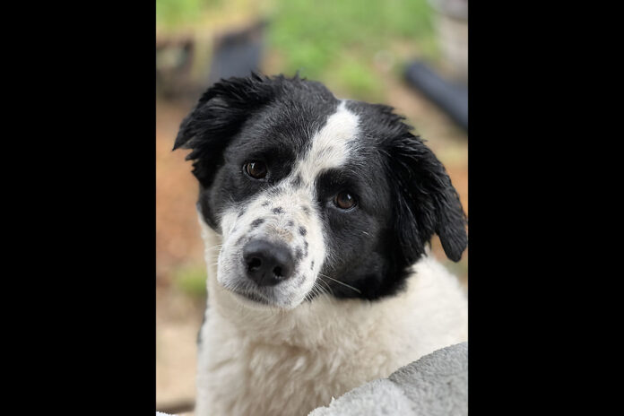 Two Ladies Caring Dog Rescue - Annie
