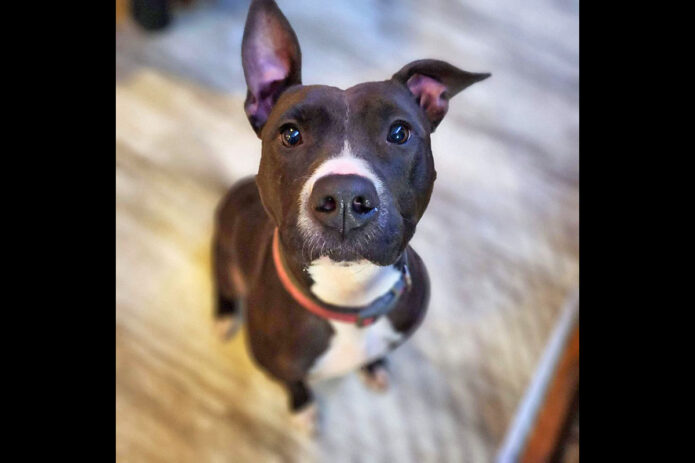 Companion Pet Rescue of Middle Tennessee - Ayer