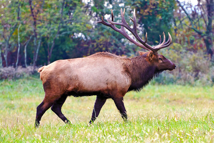 Bull Elk in Tennessee Field. (TWRA)