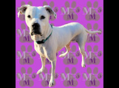 Mikaela’s Mutt Motel -Bella