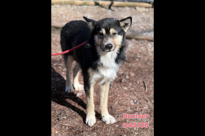 Montgomery County Animal Care and Control - Bruiser