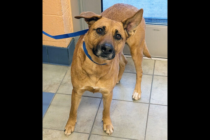 Ellie can be found at Montgomery County Animal Care and Control
