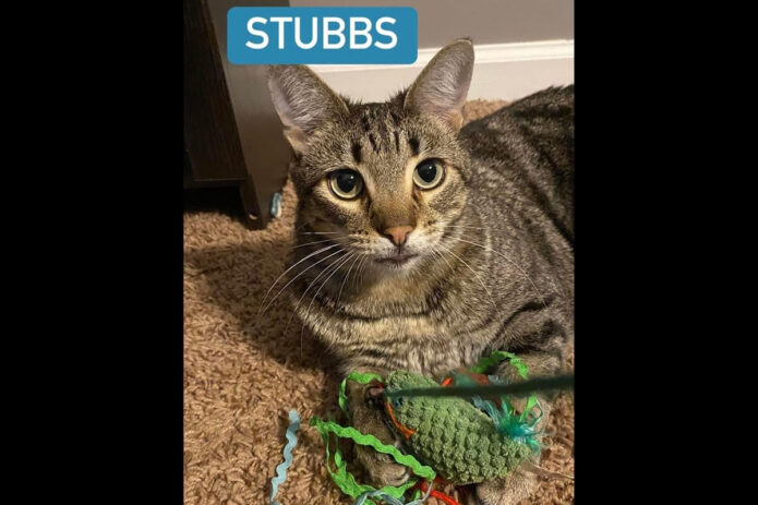Finders Keepers Cat Rescue - Stubbs