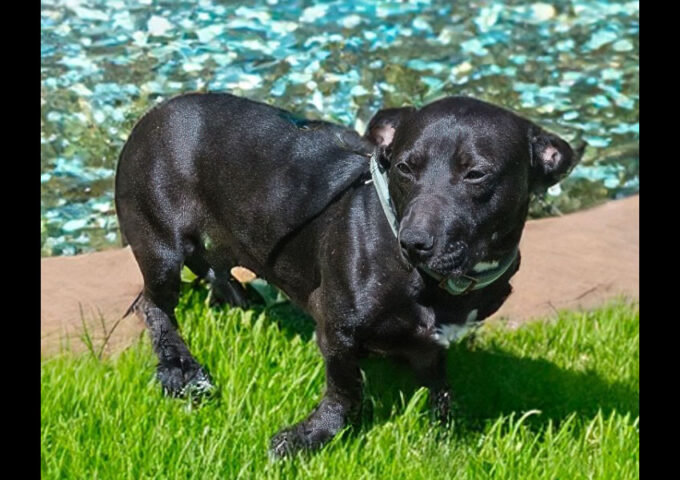 Kaylee’s Island of Misfit Dogs Rescue -Thane