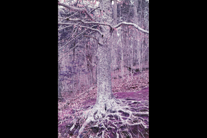 'Marked by Time' Lomo Chrome Purple - Analog Photography by D.C. Thomas