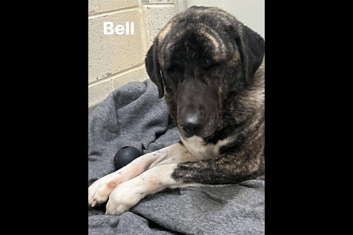 Montgomery County Animal Care and Control - Bell