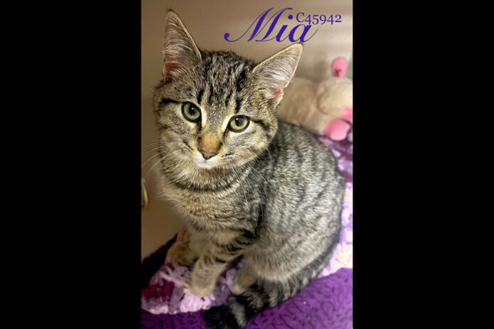 Montgomery County Animal Care and Control - Mia