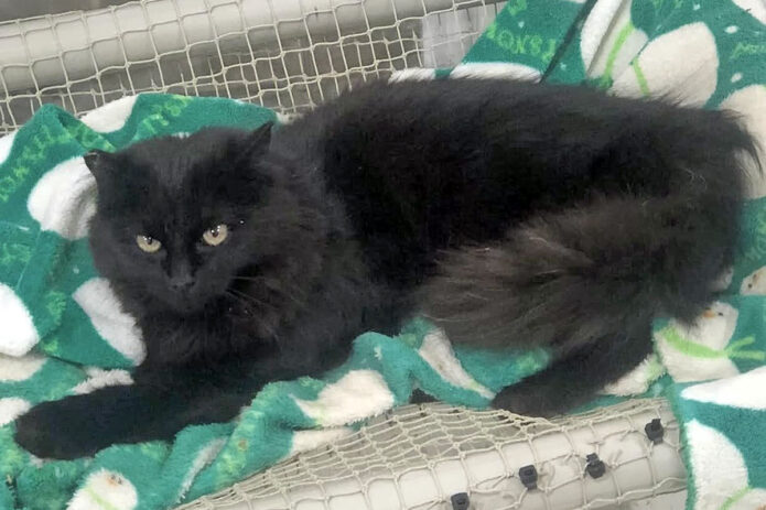 Cat Adoption Team of Stewart County - Odessa