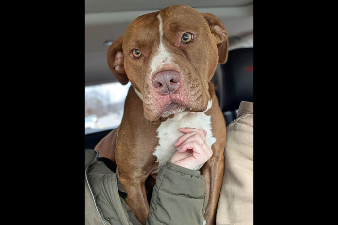 Marta can be found at Companion Pet Rescue of Middle Tennessee