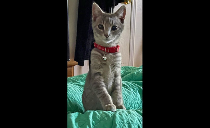 Finders Keepers Cat Rescue - Bam Bam