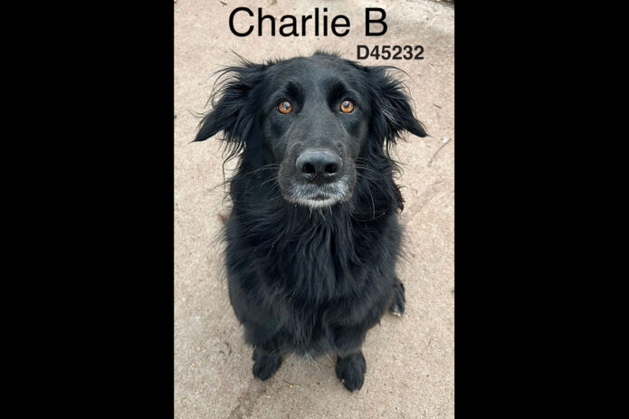 Montgomery County Animal Care and Control - Charlie B