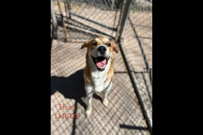 Hero is available at Montgomery County Animal Care and Control