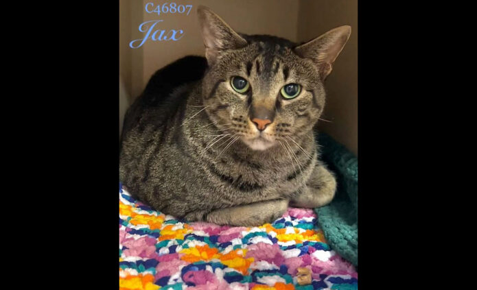 Montgomery County Animal Care and Control - Jax