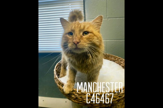 Montgomery County Animal Care and Control - Manchester