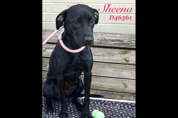 Montgomery County Animal Care and Control - Sheena