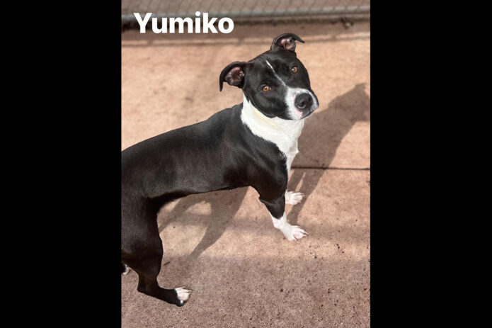 Montgomery County Animal Care and Control - Yumiko