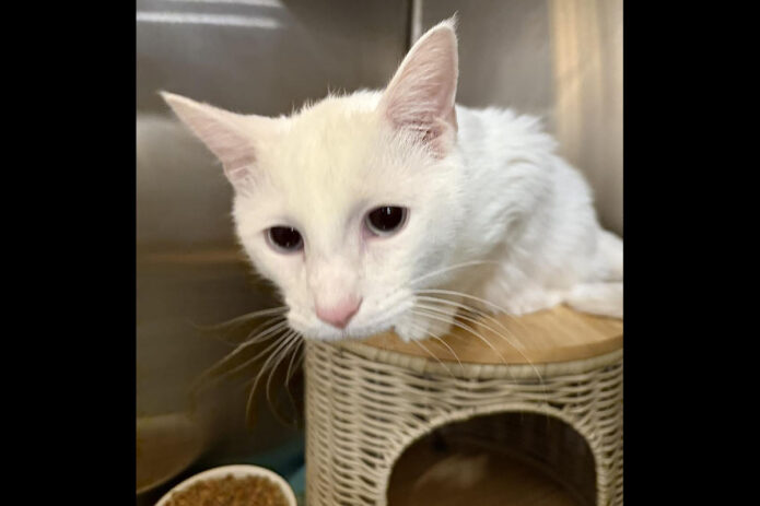 Puurrrfect Paws Rescue - Silverfish