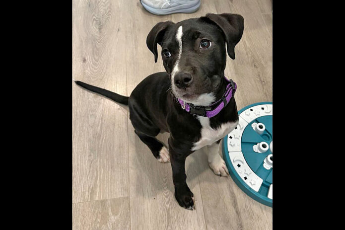 3 Friends Animal Rescue - Molly