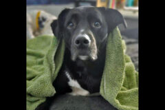 3 Friends Animal Rescue – Murray