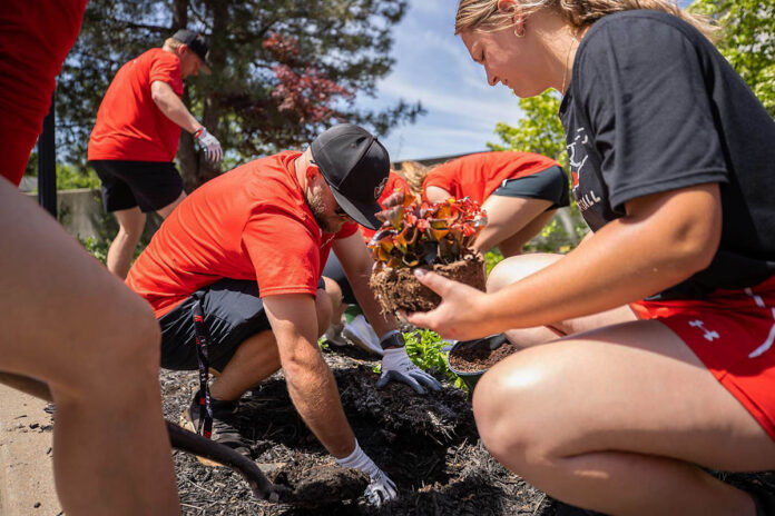 Volunteers work together to brighten up Austin Peay State University’s campus during Plant the Campus Red 2023. (Sean McCully, APSU)