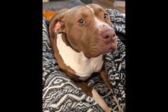 Companion Pet Rescue of Middle Tennessee – Marta