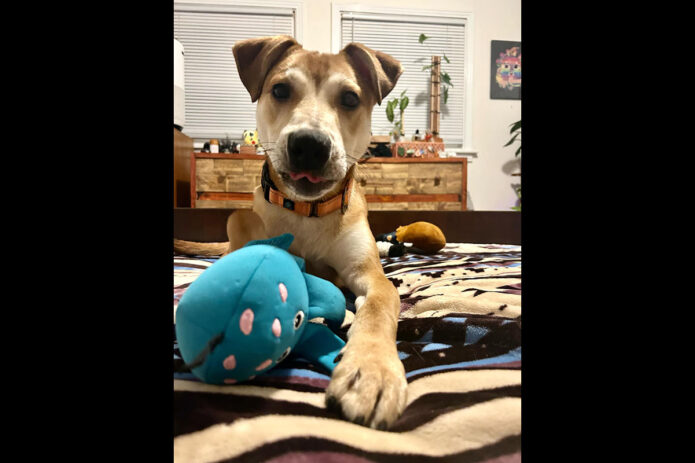 Mikaela’s Mutt Motel - Koromaru