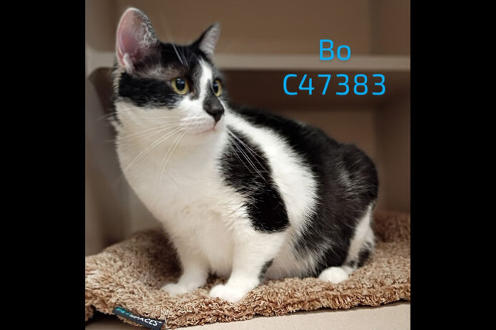 Montgomery County Animal Care and Control - Bo