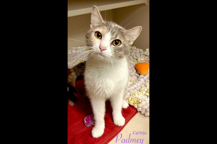 Montgomery County Animal Care and Control - Padmey