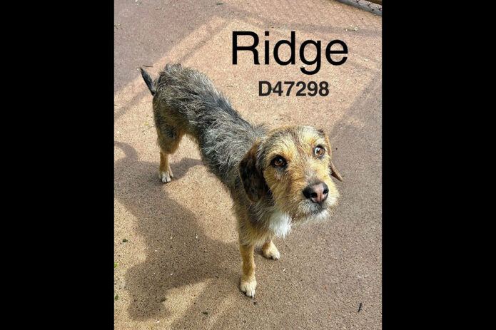 Montgomery County Animal Care and Control - Ridge