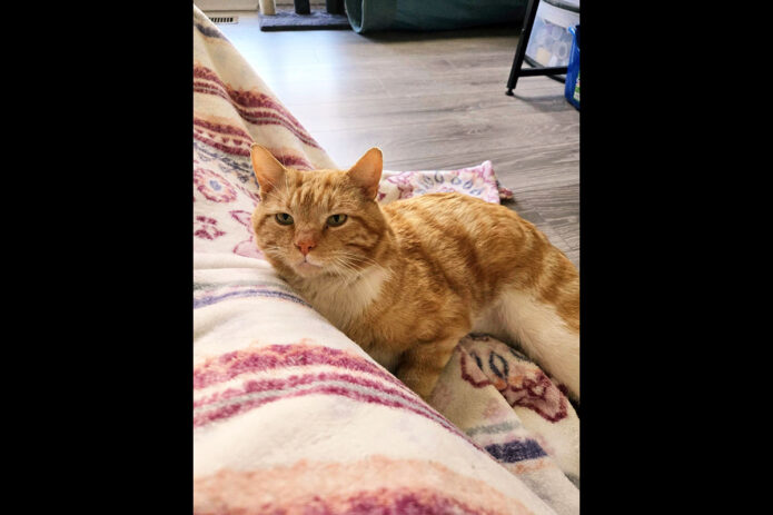 Puurrrfect Paws Rescue - Tom