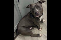 3 Friends Animal Rescue – Sammie