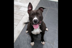 Companion Pet Rescue of Middle Tennessee – Ayer