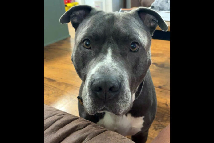 Companion Pet Rescue of Middle Tennessee - Kane