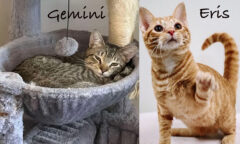 Finders Keepers Cat Rescue – Gemini & Eris