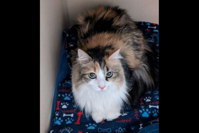 Finders Keepers Cat Rescue - Sassafras