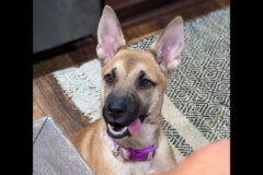 Kaylee’s Island of Misfit Dogs Rescue – Scrappy