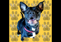 Mikaela’s Mutt Motel – Winnie