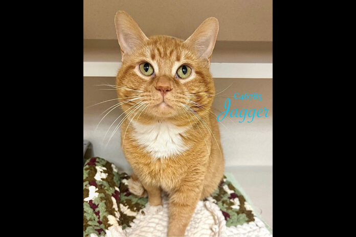 Jagger can be found at Montgomery County Animal Care and Control
