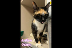 Montgomery County Animal Care and Control – Justina