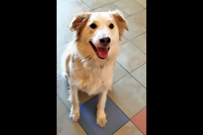 Montgomery County Animal Care and Control - Noell