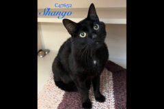 Montgomery County Animal Care and Control – Shango