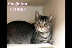 Montgomery County Animal Care and Control – Singleton