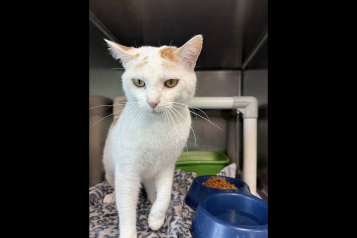 Puurrrfect Paws Rescue - Chip